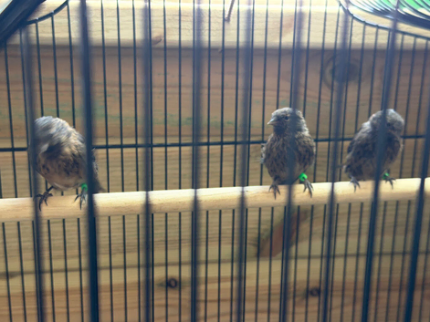 4 young chocolate mutation redpolls