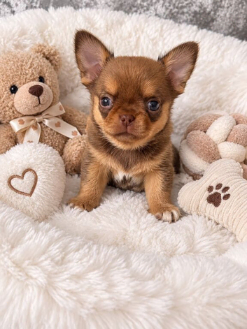 Two chihuahua little boys smoothcoat