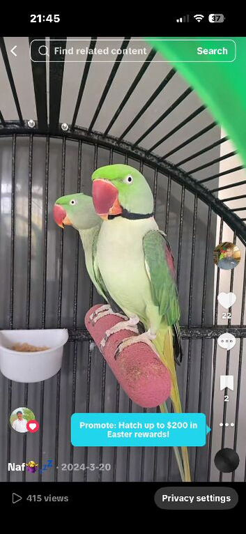 Alexandrine breeding pair