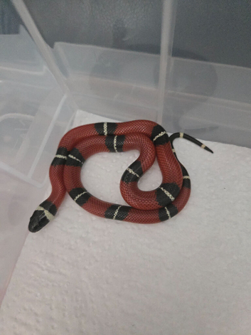 CB25 Sinaloan Milk Snakes