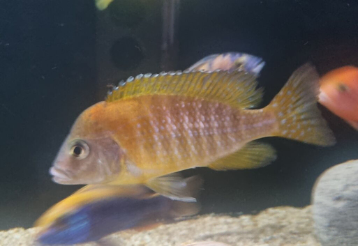 Male alounacara
