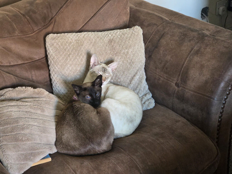 1 Female Seal Point & 1 Female Tabby Siamese
