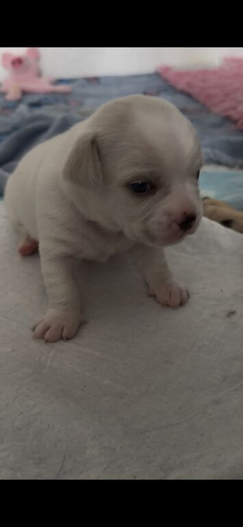 French bulldog x chihuahua puppies