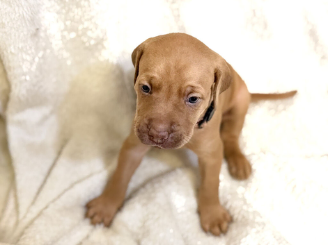 Beautiful Staffy/Viszla Puppies for Loving Homes