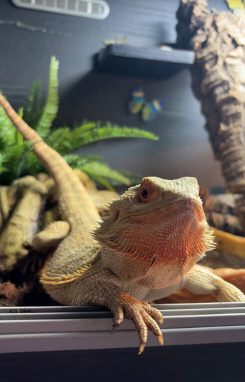 Bonnie the bearded dragon