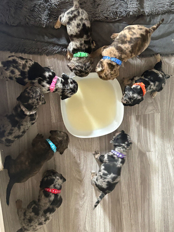 Beautiful frenchie x dachshund pups **6 left**