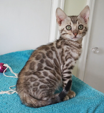 Ready Bengal Girl Kitten