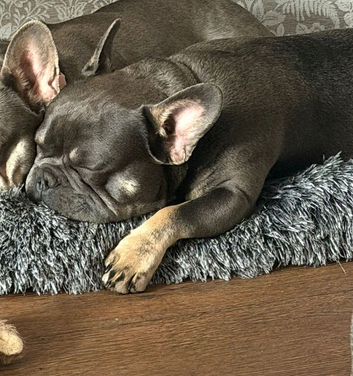Bohdi -