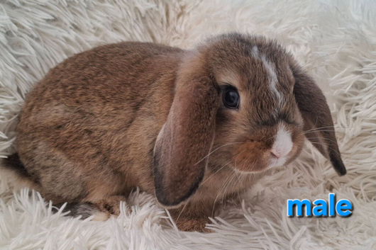 Gorgeous Mini Lop Baby Rabbits For Sale