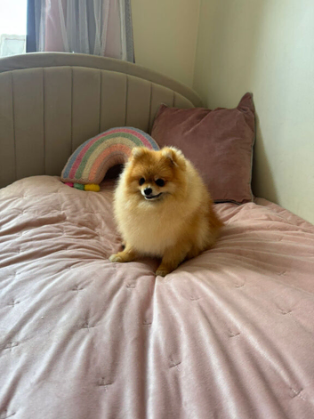 Pomeranian puppies