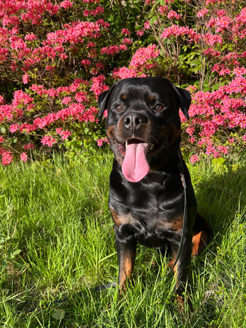 KC Reg Rottweiler For Stud