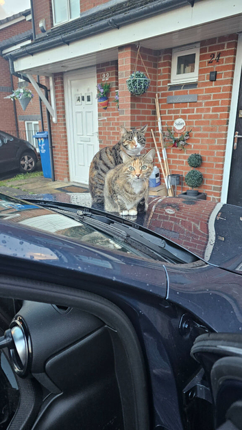 Rehoming 2 begal cross cats