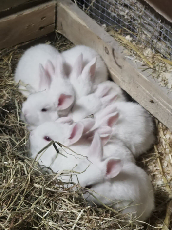 NZW rabbits for sale