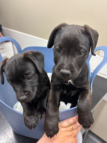 Stunning male patterdale pup