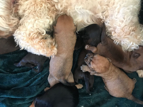 Cockerpoo mix jackawawa