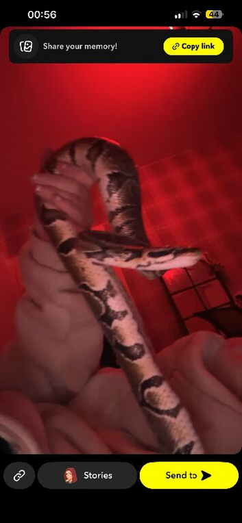 male ball python