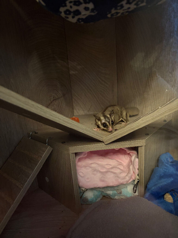 Male sugar glider for sale