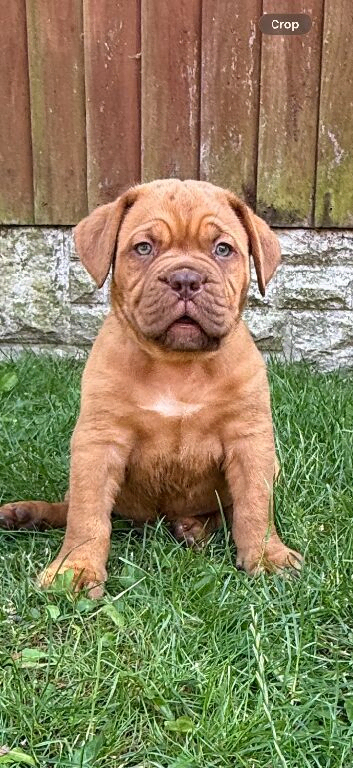 ** world class puppys**