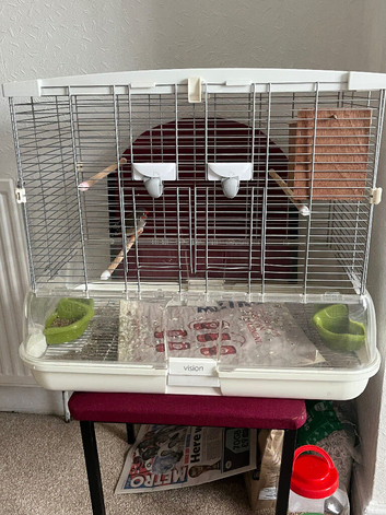 Two pairs of zebra finches