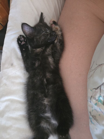 Tortoise shell Turkish angora kitten