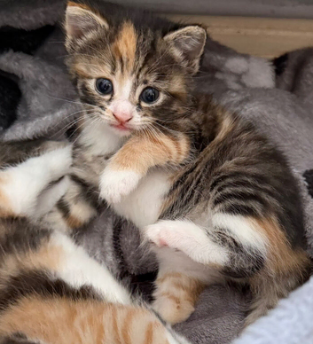 Beautiful kitty&rsquo;s