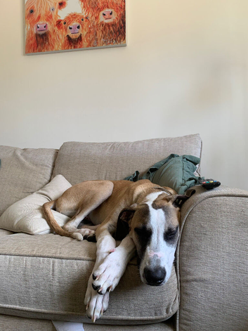 6month old lurcher for sale