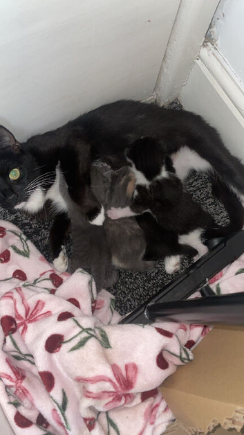 3 female kittens ready to be rehomed 4 weeks