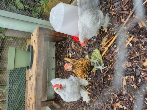 Male Golden seabright for sale