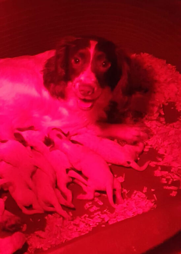 Sprocker spaniel puppies