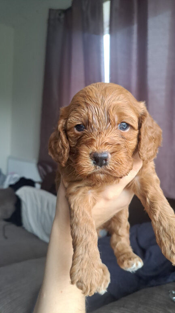 Absolutely stunning golden cockerpoo