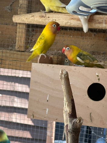 Beautiful love birds