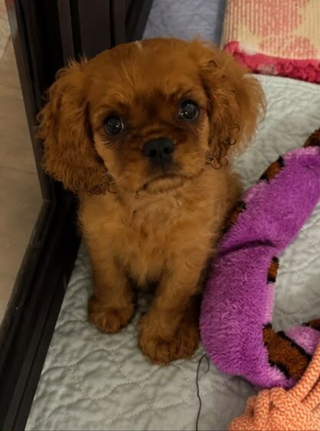 Home Raised Cavalier King Charles Dog
