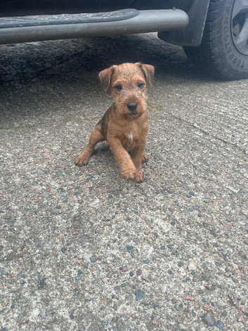 Lakeland terrier pups