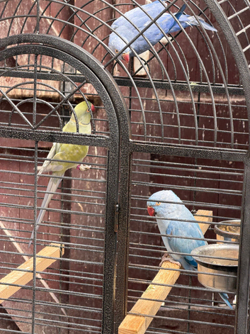Blue and purple breeding pair
