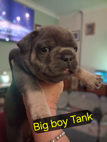 BEAUTIFUL KC FRENCH BULLDOG PUPPIES
