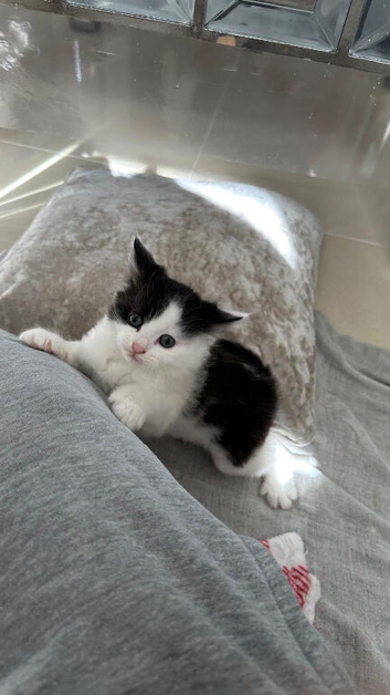 Kittens for sale