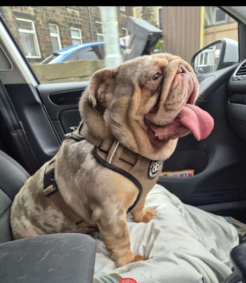 Lilac Merle bulldog