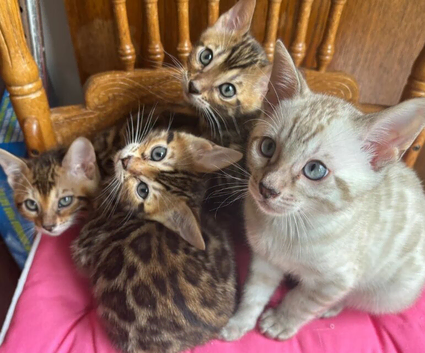 Bengal kittens
