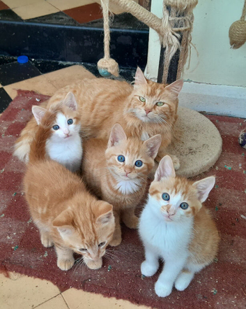 Gorgeous all ginger and ginger and white kittens, ready end of August
