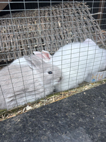 4 Baby Bunnies for Sale
