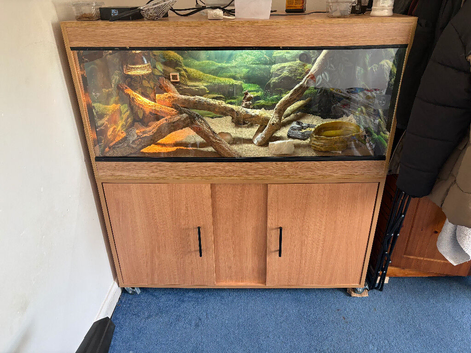 Male and female bearded dragon