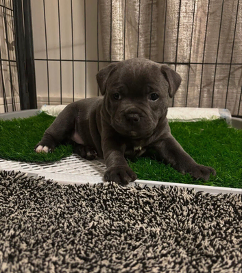 Blue staffordshire bull terrier puppies