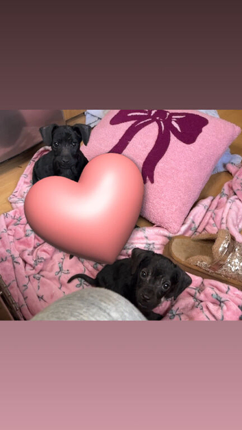 Jack Russell cross Patterdale puppies