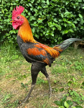 Modern Game Cockerel