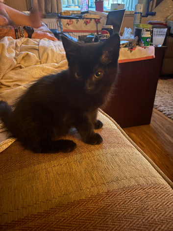 3 Adorable Kittens Looking for Their Forever Homes