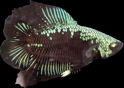Betta Fighting & non Fighting fish The cultivated splendens fighters and rarer species of Betta that do live together without the ripped fins.