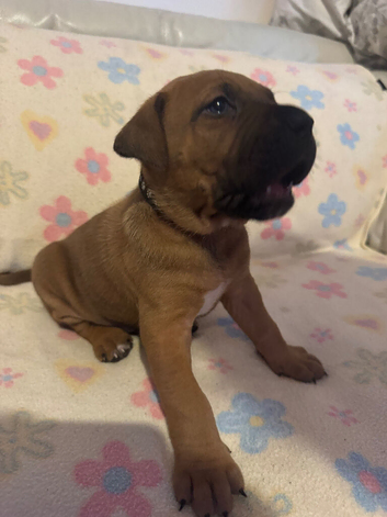 Cane Corso x Presa Canario Puppies