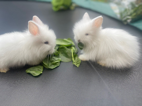Double mane Lionhead babies
