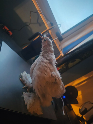 Chicken pekin bantams cocks
