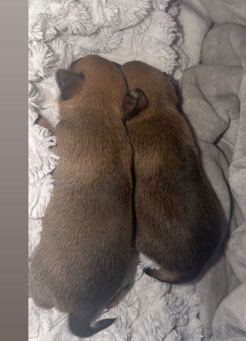 Chihuahua puppies for sale